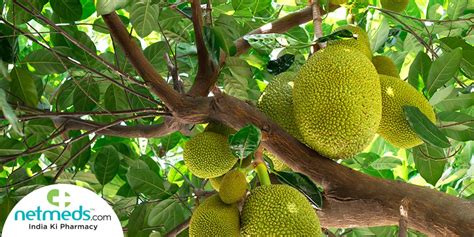 Jackfruit: Health Benefits, Uses, Varieties, Recipes And Side Effects | GreenStories