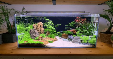 Share 172+ betta fish tank decoration ideas super hot - vova.edu.vn