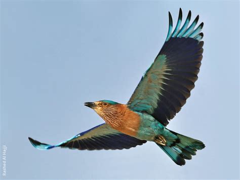 Indian Roller | KuwaitBirds.org