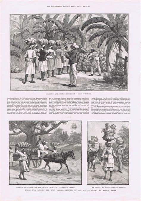 JAMAICA Collecting and counting bunches of bananas in Jamaica. I.L.N. (1888) | Jamaica history ...