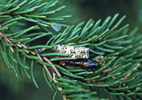 What Is Spruce Budworm? | Spruce Budworm