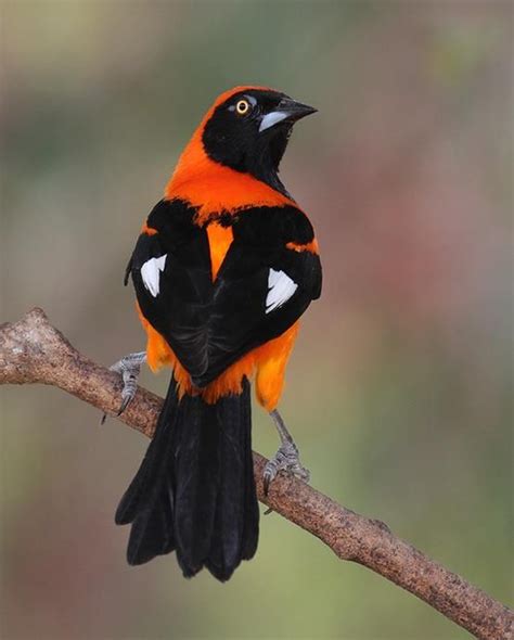 oriole? | Beautiful birds, Wild birds, Nature birds