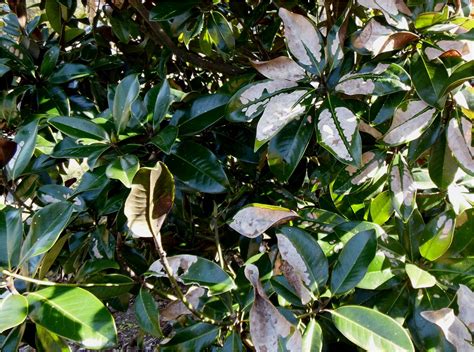 What’s Killing My Magnolia Leaves? | Gardening in the Panhandle