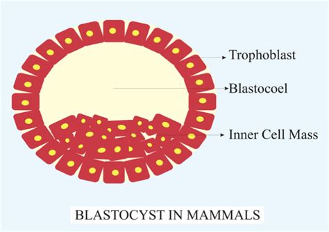 Blastocyst is blastula of -(a) Platypus(b) Kangaroo(c) Monkey(d) Both ...