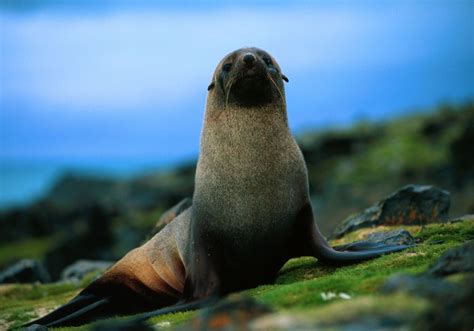 Antarctic Fur Seal - Facts, Information and Amazing Pictures | by Pets ...