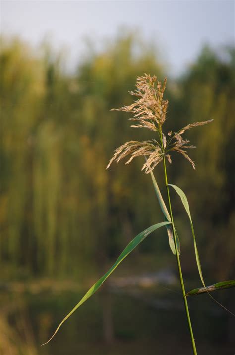 Free Images : nature, field, lawn, meadow, wheat, prairie, sunlight, morning, leaf, flower, reed ...