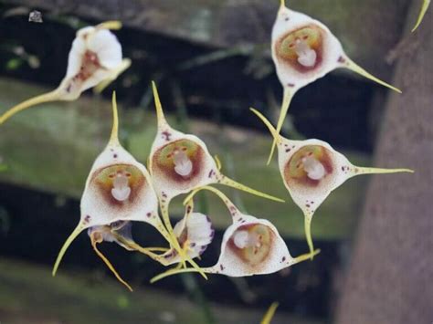 Monkey Face Orchids (Dracula simia): Your Complete Guide - Petal Republic