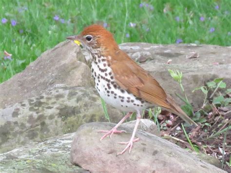 Common Backyard Birds of the Northeast - Owlcation