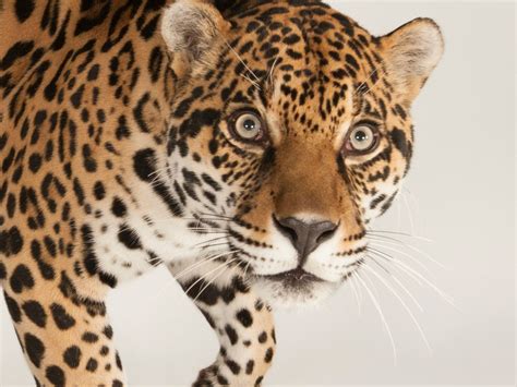 Jaguar Symbol Animal