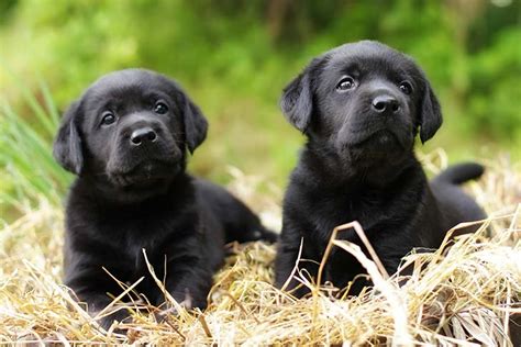 Cute Black Labrador Retriever Puppies