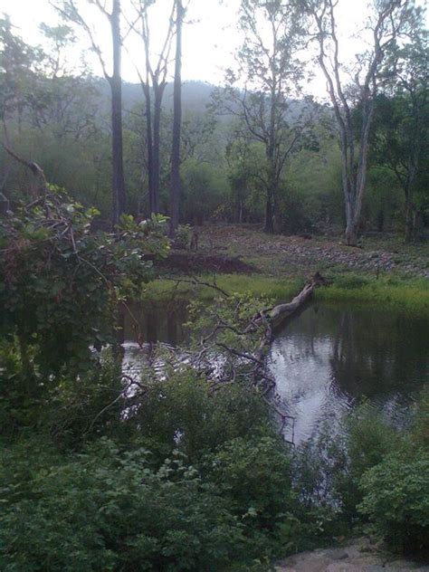 Kawal Tiger Reserve, the Wildlife Sanctuary in Adilabad, Telengana