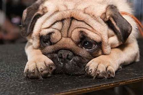 Pug Problems: 13 Health Problems They Can Suffer From