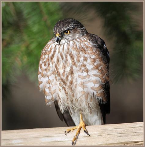 Sharp-shinned Hawk | Audubon Field Guide