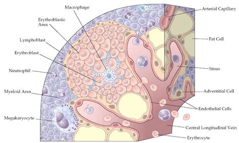 Haemopoiesis (blood cell development) in bone marrow - Medical Sciences Stack Exchange