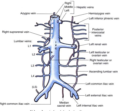 Hepatic Vein Inferior Vena Cava