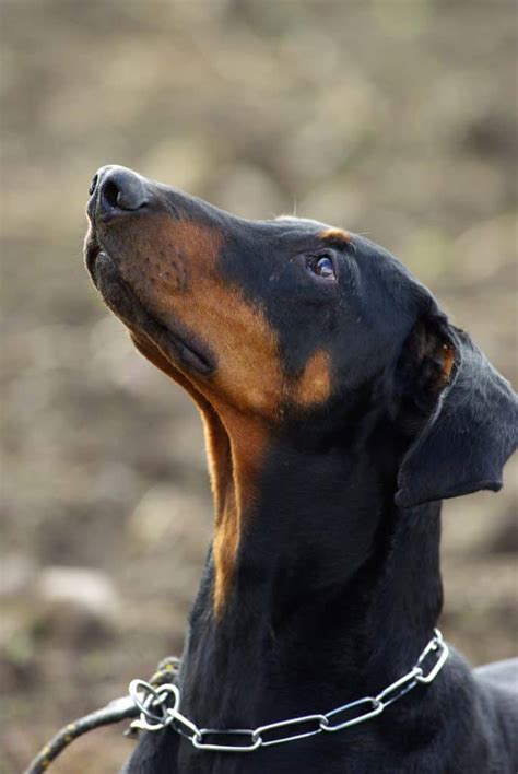 How To Train A Doberman Puppy At Home? - Our Dog Breeds