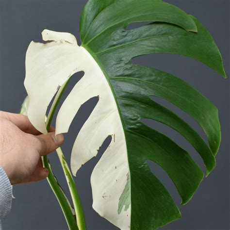 Variegated Monstera Albo Borsigiana Cutting 001 - KOMOREBI PLANT STORE