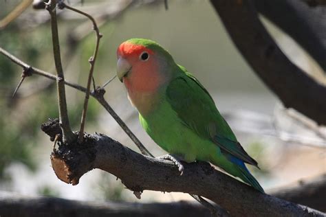 Peach-faced Lovebird - Aviculture Hub