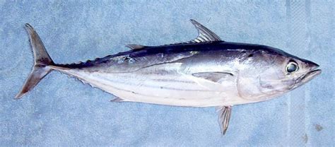 Skipjack Tuna: Facts, Characteristics, Habitat and More - Animal Place