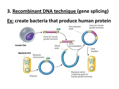 Genetic Engineering. - ppt download