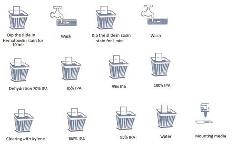 The steps of H and E staining | Download Scientific Diagram