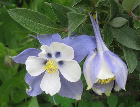 Cannundrums: Colorado Blue Columbine