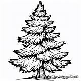 Pine Tree Coloring Pages  Free & Printable sketch template