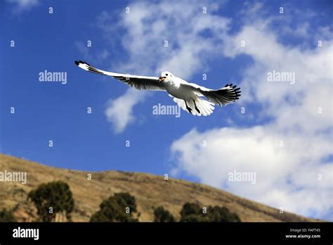 South America Bolivia Lake Titicaca Stock Photo - Alamy