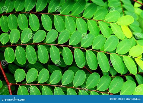 Small Oblong Leaves Stock Photo - Image: 29911160