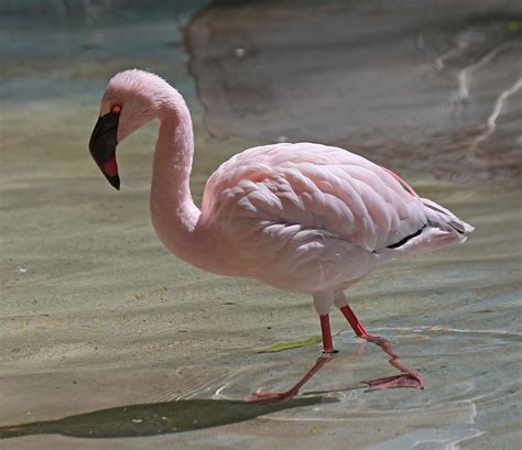 Pictures and information on Lesser Flamingo