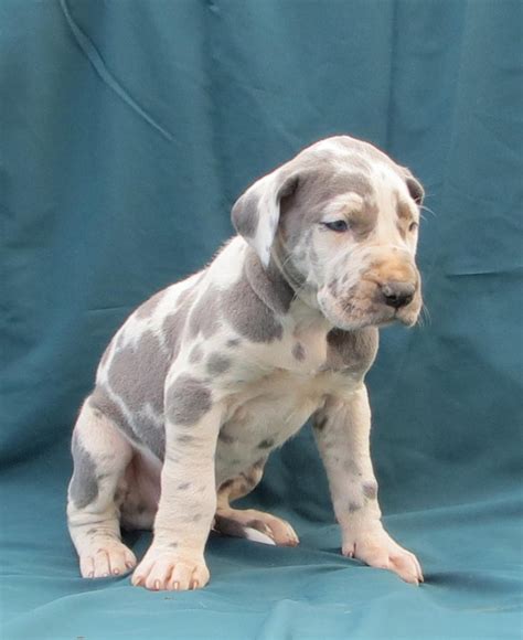 Grey Great Dane Puppies For Sale Near Me - itsessiii