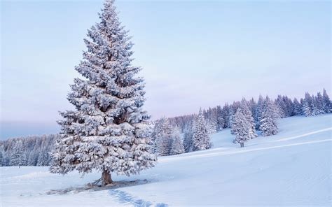 Hintergrundbilder : Bäume, Landschaft, Wald, Natur, Schnee, Winter ...