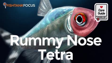 Rummy Nose Tetra [Care Guide] - Size, Temperature, Tank Mates & More