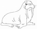 A Simple Walrus Coloring Page  Free Printable Pages For Kids sketch template