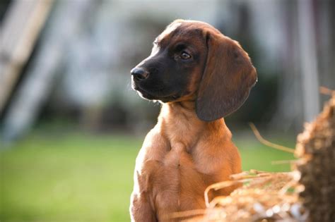 Pedigree Bavarian Mountain Hound Puppies For Sale | Bavarian Mountain ...