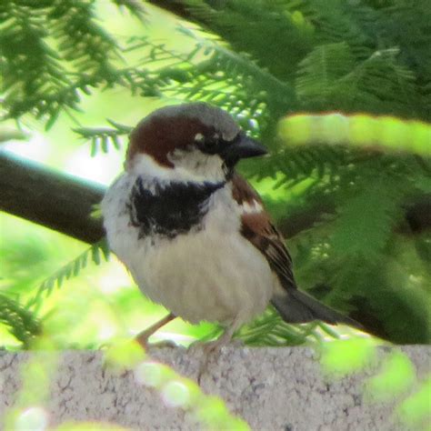 House Sparrow male - FeederWatch