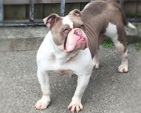 Do Old Tyme Bulldogs Make Good Family Pets? |UK Pets