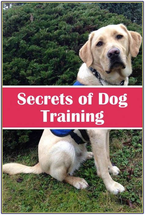 Train That Bad Dog Behavior With A Few Simple Tips And Tricks - Dog Training Tips and Tricks ...