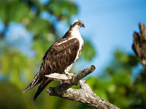 How Big Are Ospreys? (Wingspan + Size) | Birdfact