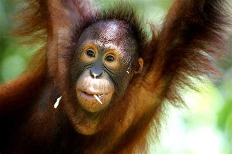 Sepilok Forest Reserve & Orangutan Sanctuary wildlife location in Borneo, Asia | Wildlife Worldwide