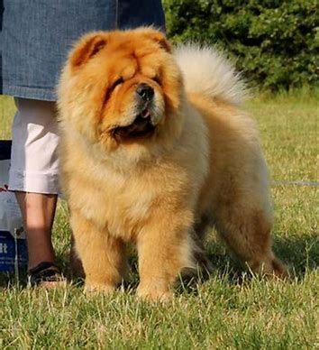 a fluffy brown dog standing next to a person