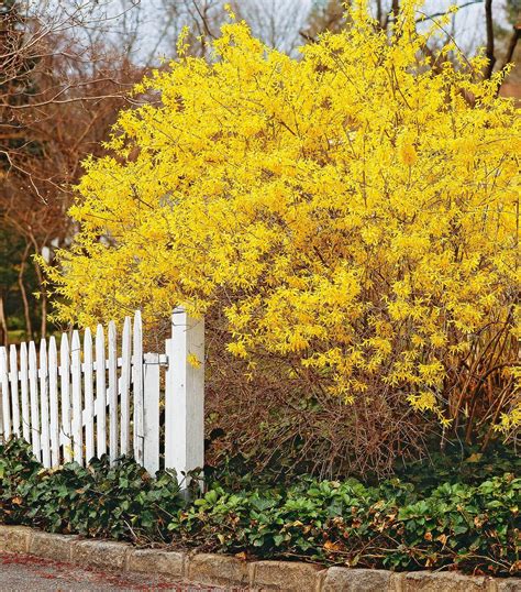 2 Forsythia Bushes Bright Yellow Flowering Shrub Plant Now - Etsy