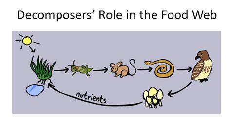 Decomposers; Role in the Food Web - YouTube