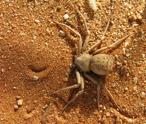 Six eyed sand spider Sicarius hahni, Hexophthalma hahni