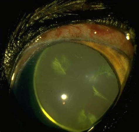 Cataract in Dogs (Canis) | Vetlexicon