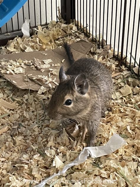 Degu for Sale