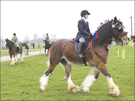 BBC - Cambridgeshire - In Pictures - Shire Horse Show Gallery