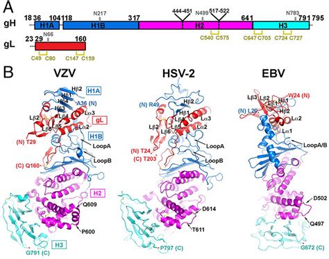 A site of varicella-zoster virus vulnerability identified by structural studies of neutralizing ...