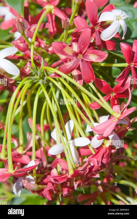 Flowering Honeysuckle High Resolution Stock Photography and Images - Alamy