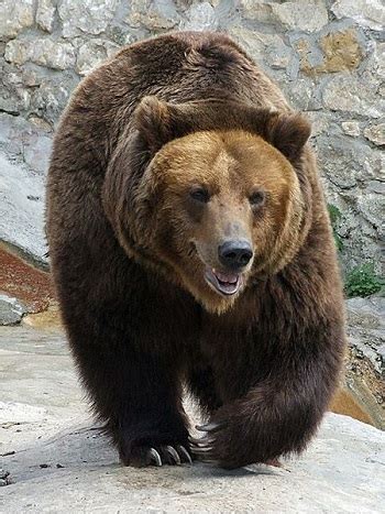 Grizzly Bear Facts: Lesson for Kids | Study.com